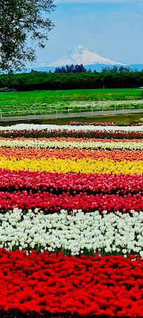 The wooden shoe tulip festival