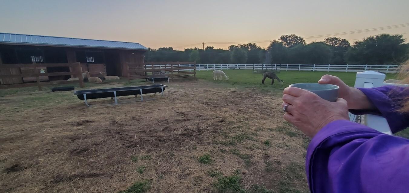 Loved going out each morning to say good morning to the Alpaca's!