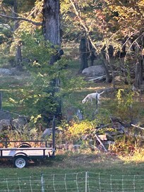 Goats! Made me smile!