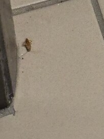 First roach night one