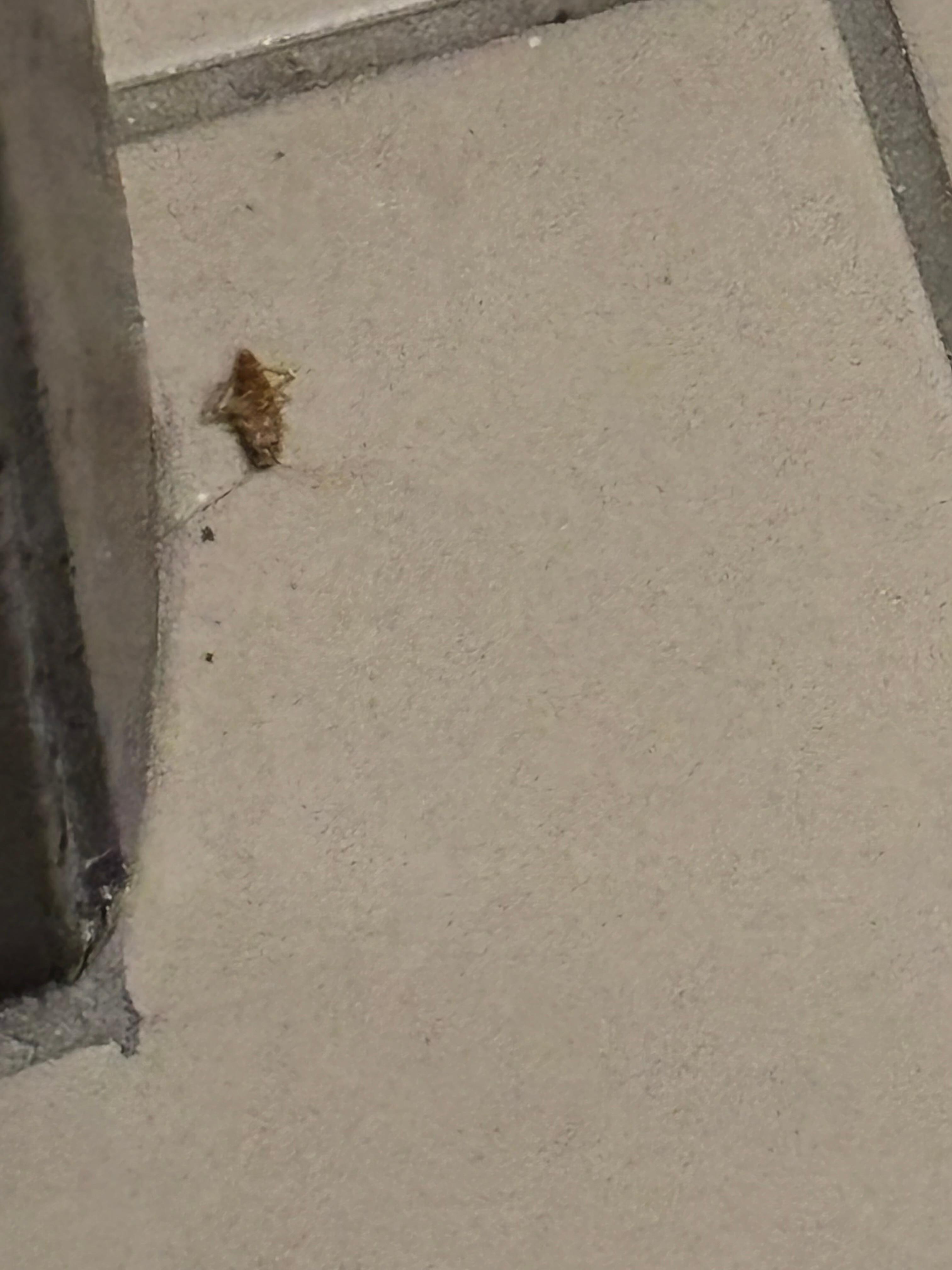 First roach night one 