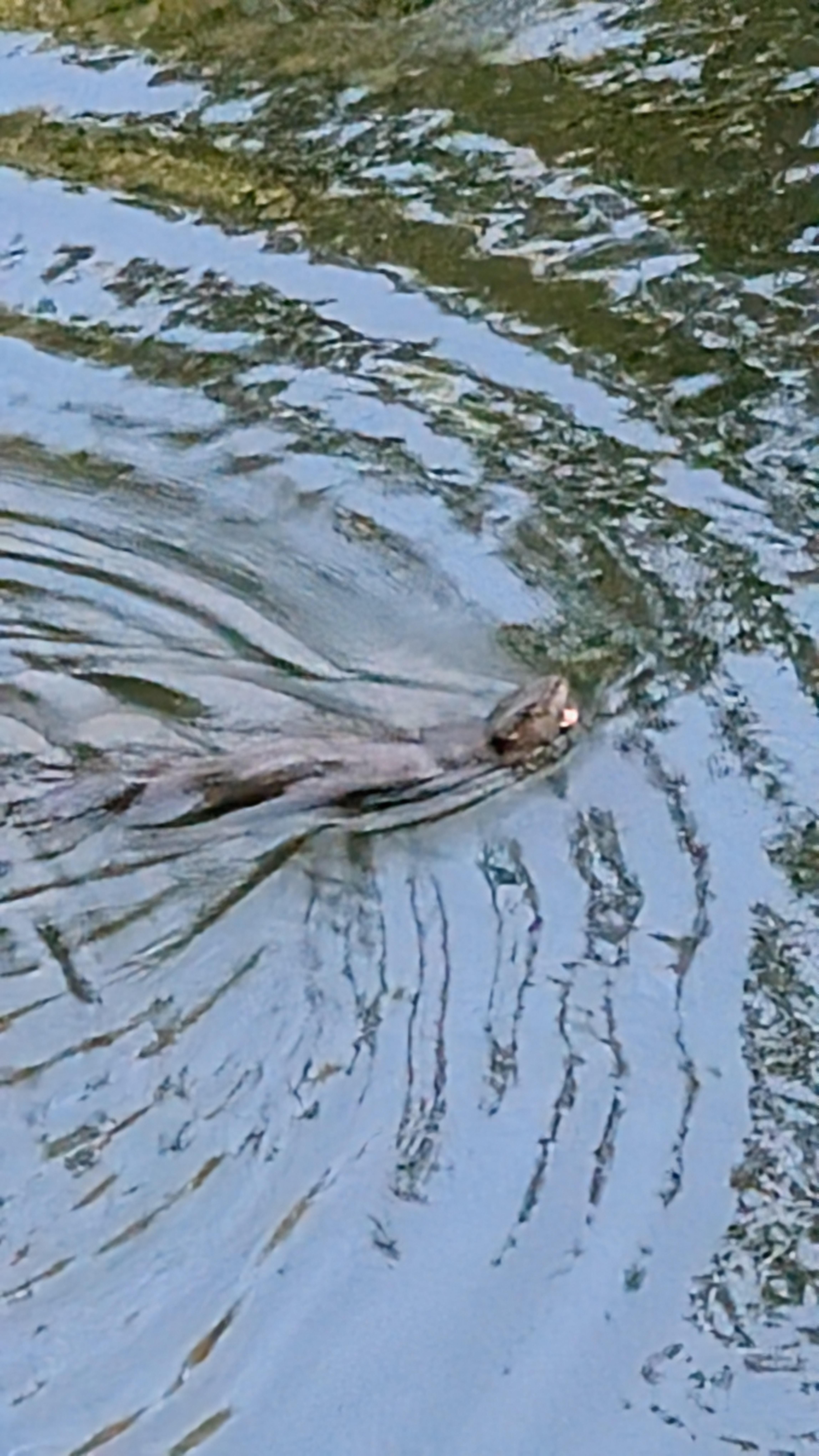 River otter 
