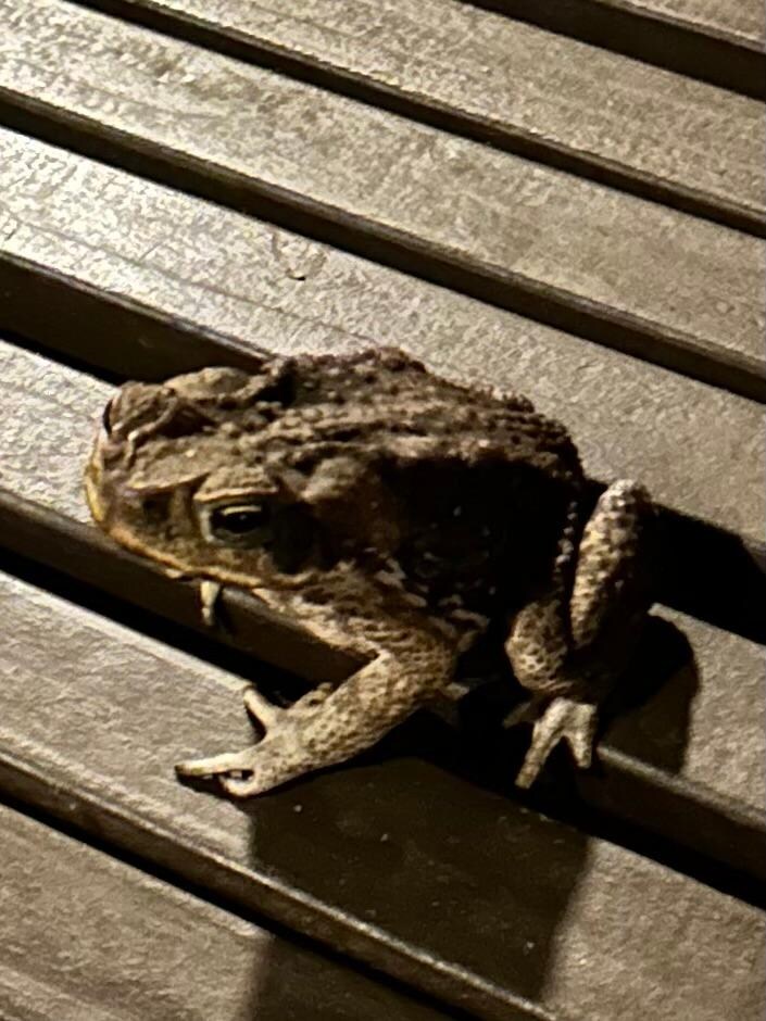 Toad out for a walk by the pond