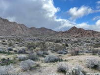 View of park border right outside back of cabin.