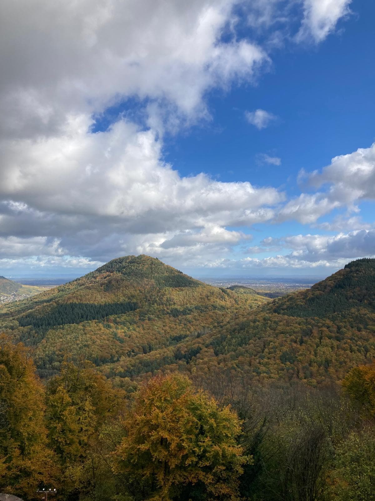 Bunter Herbst in der Pfalz