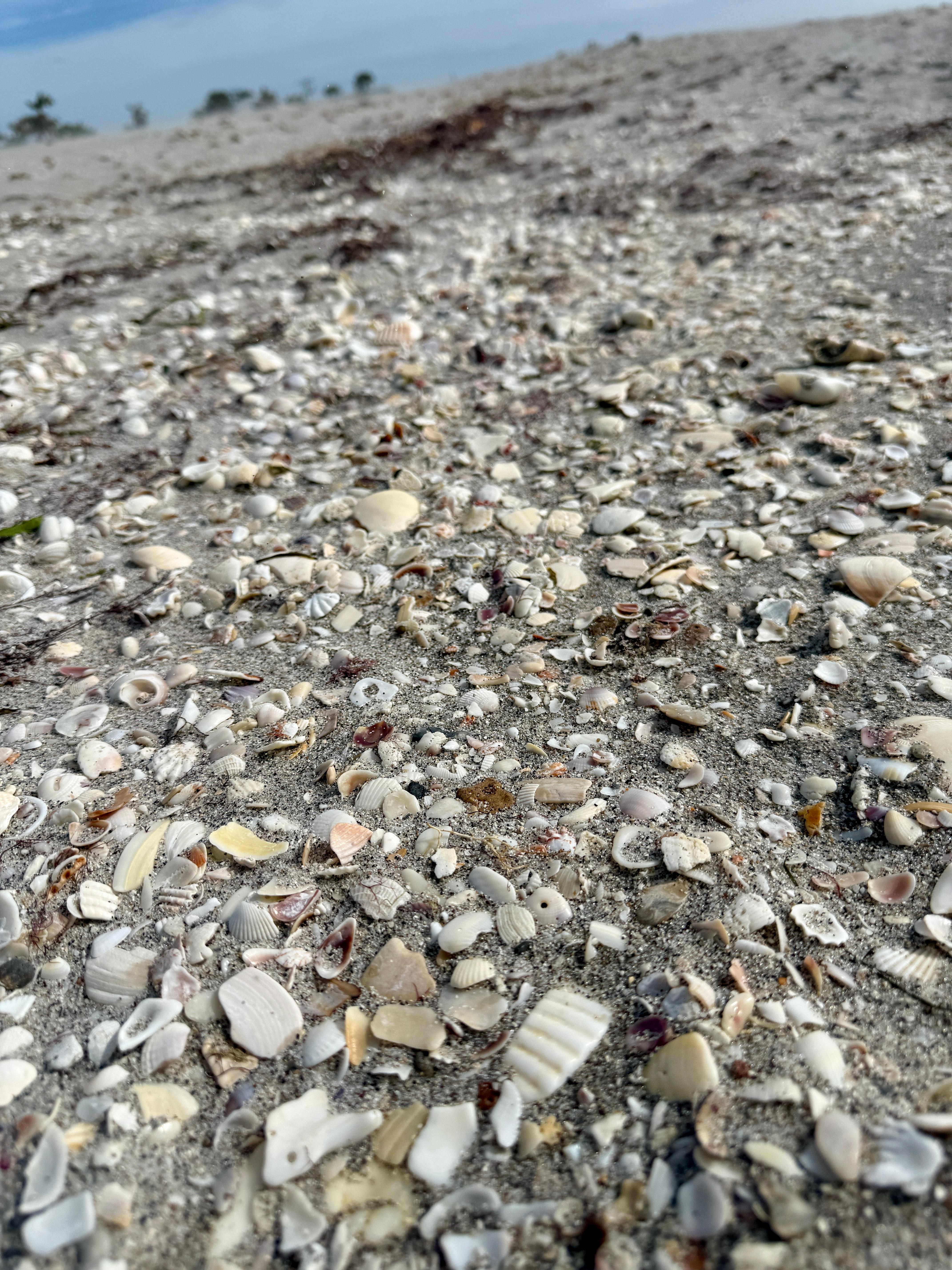 So many shells