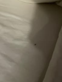 A roach on my child’s pillow