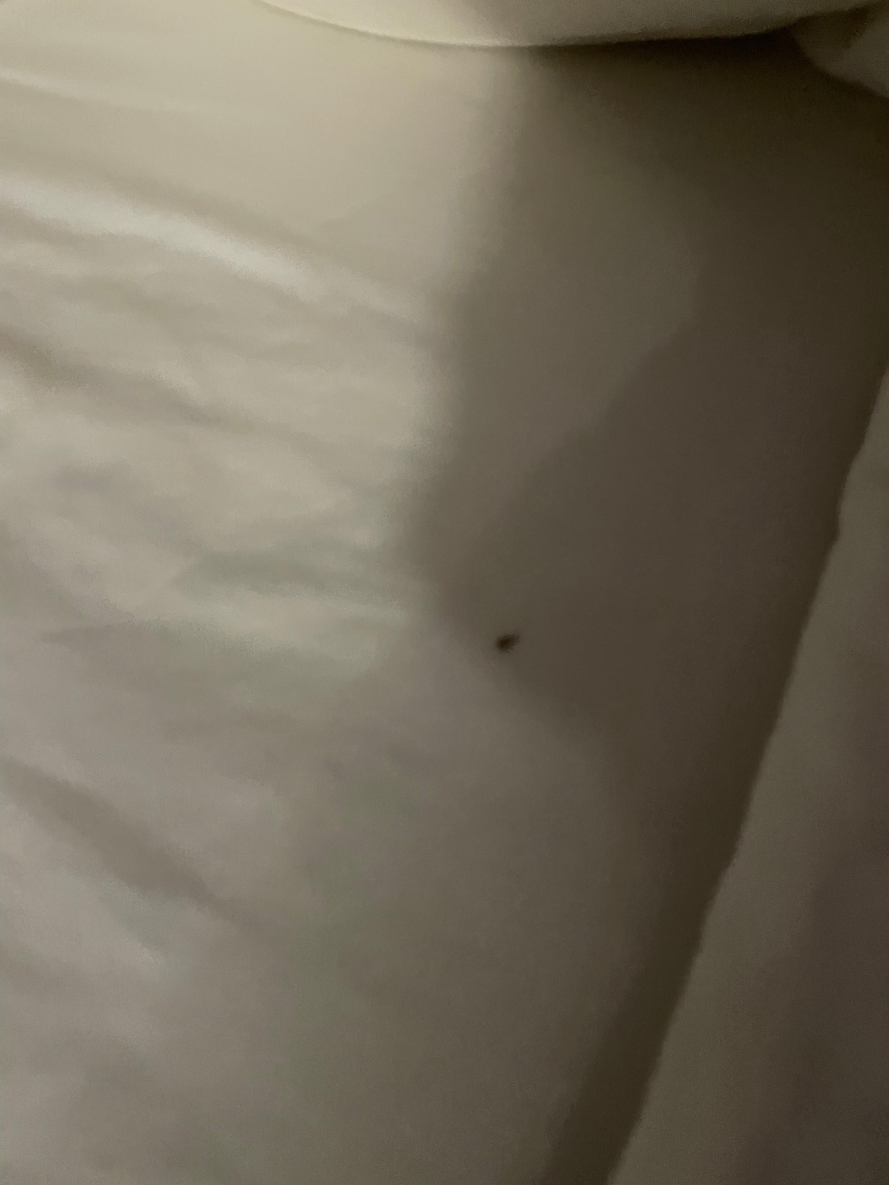 A roach on my child’s pillow 