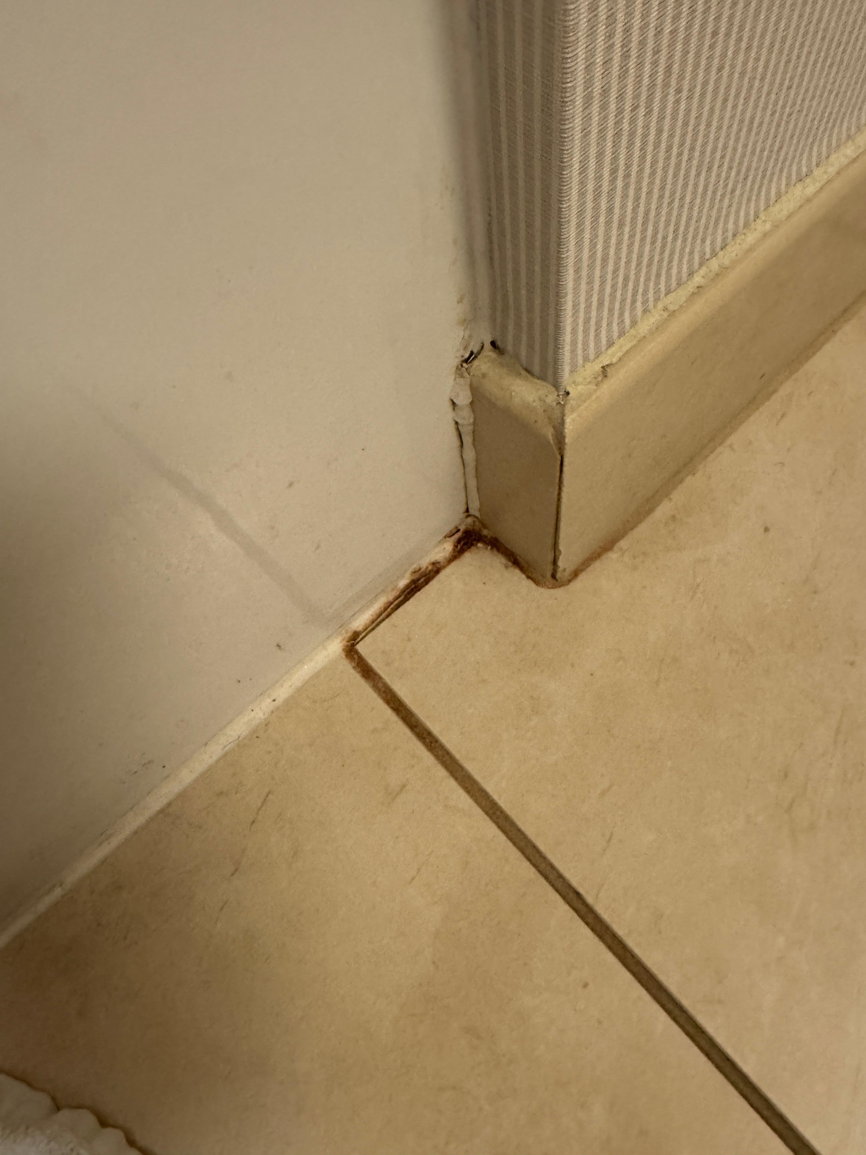 mold