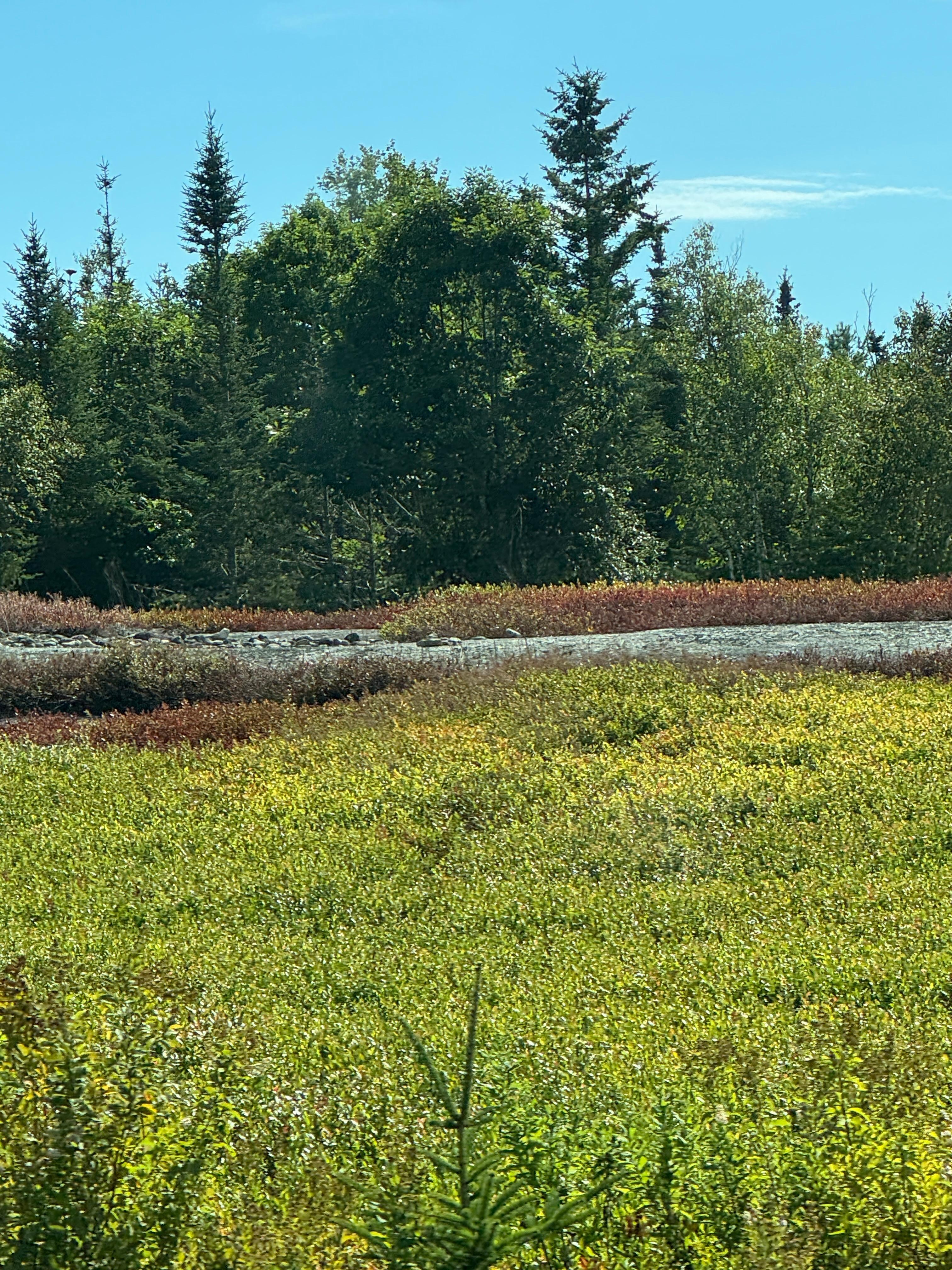A view of the meadow from a kitchen window!  It was beautiful.