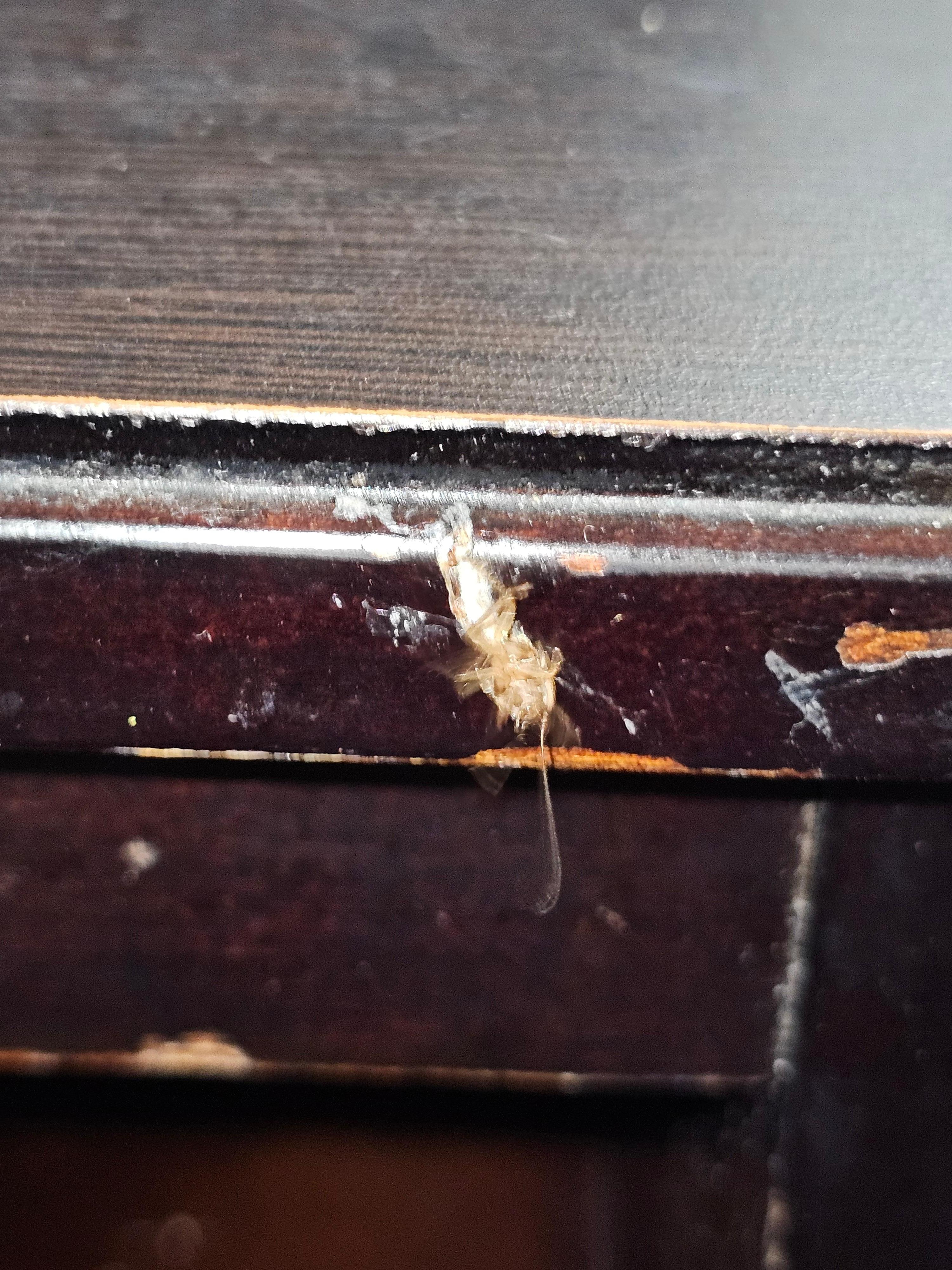 Roach killed on dresser. 