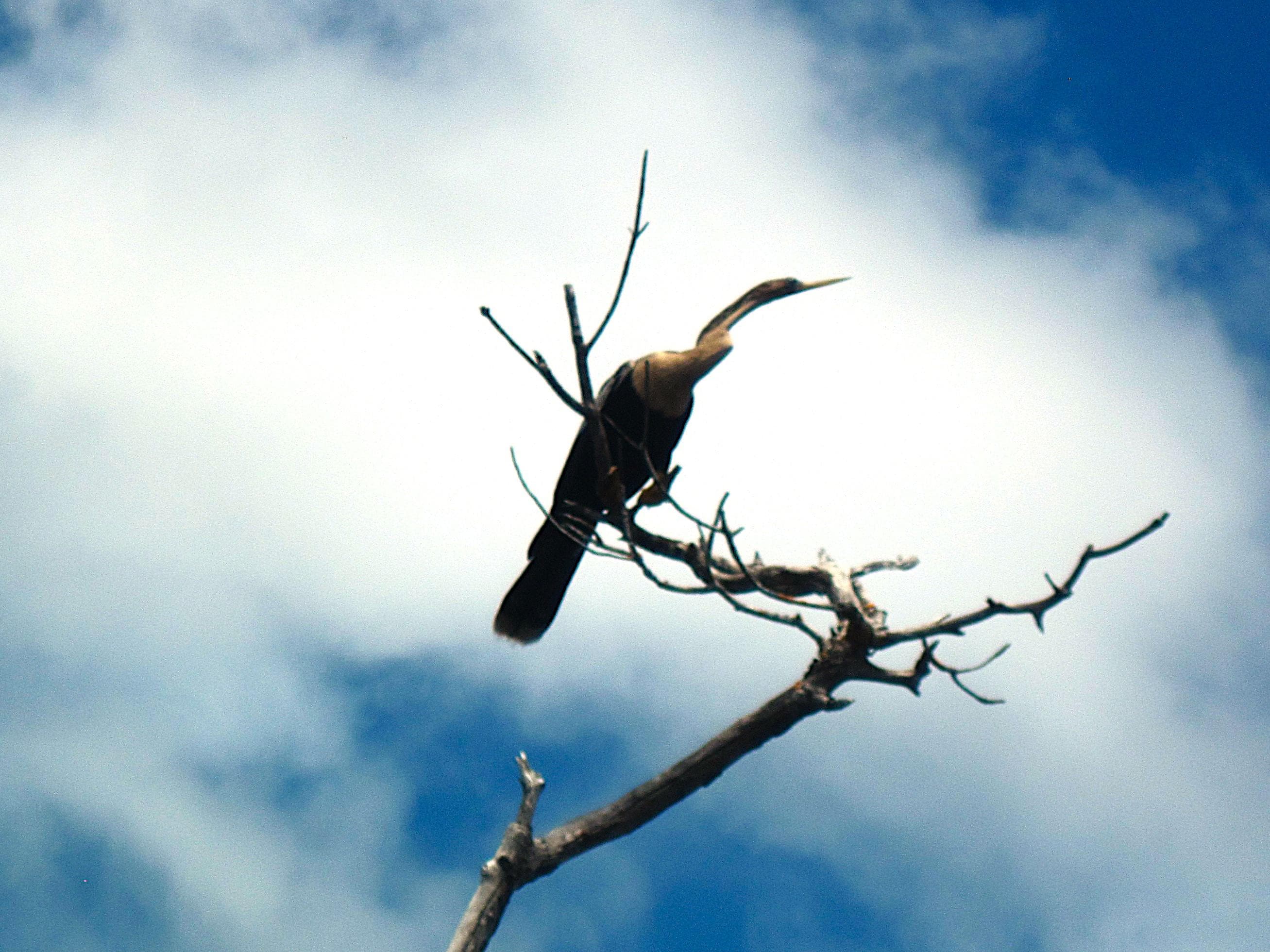 Many anhingas can be seen around the mangrove islands