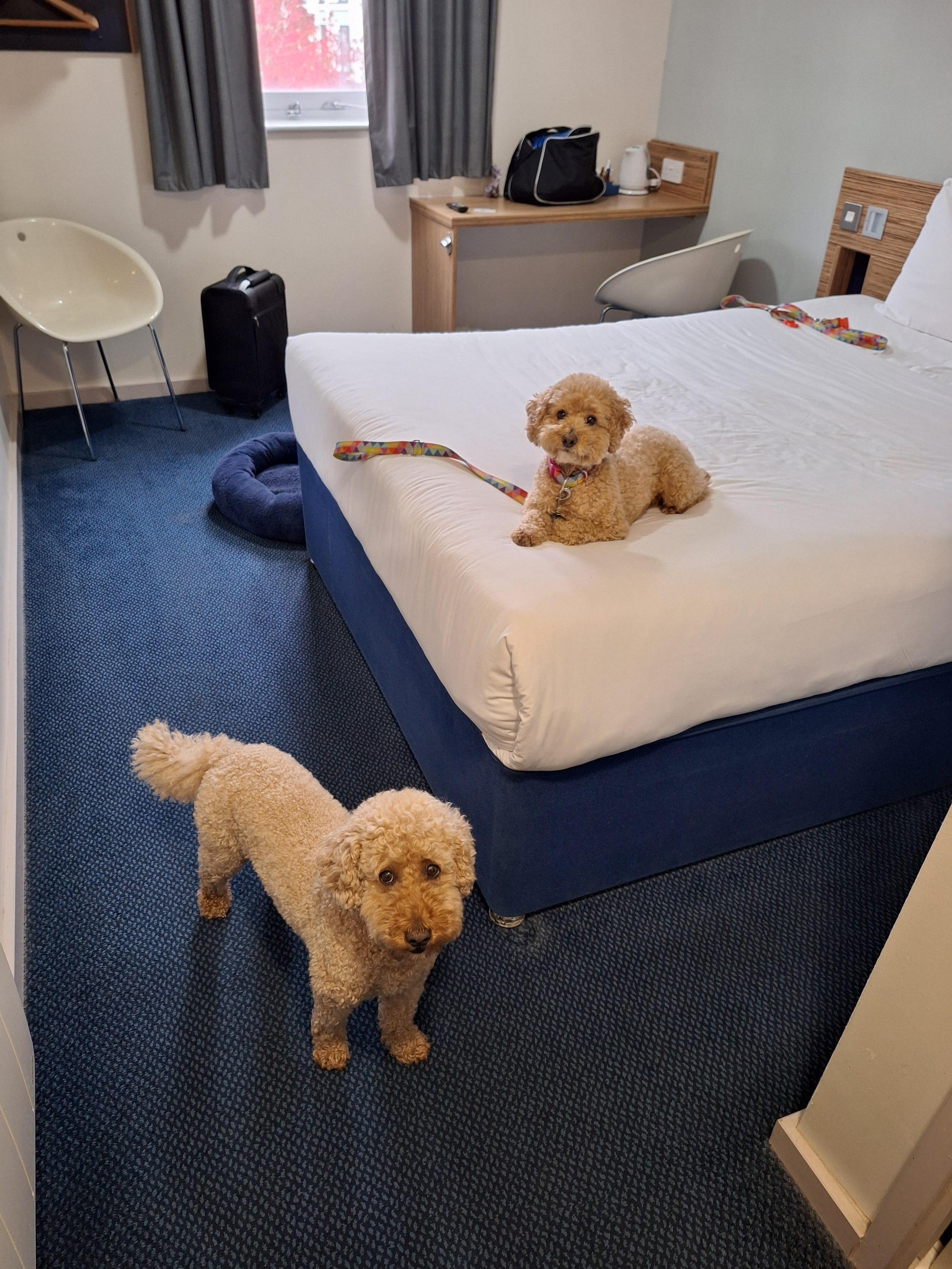 The dogs were comfortable 