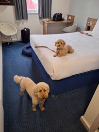 The dogs were comfortable