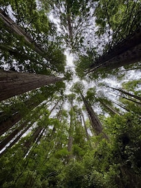 Redwood grove