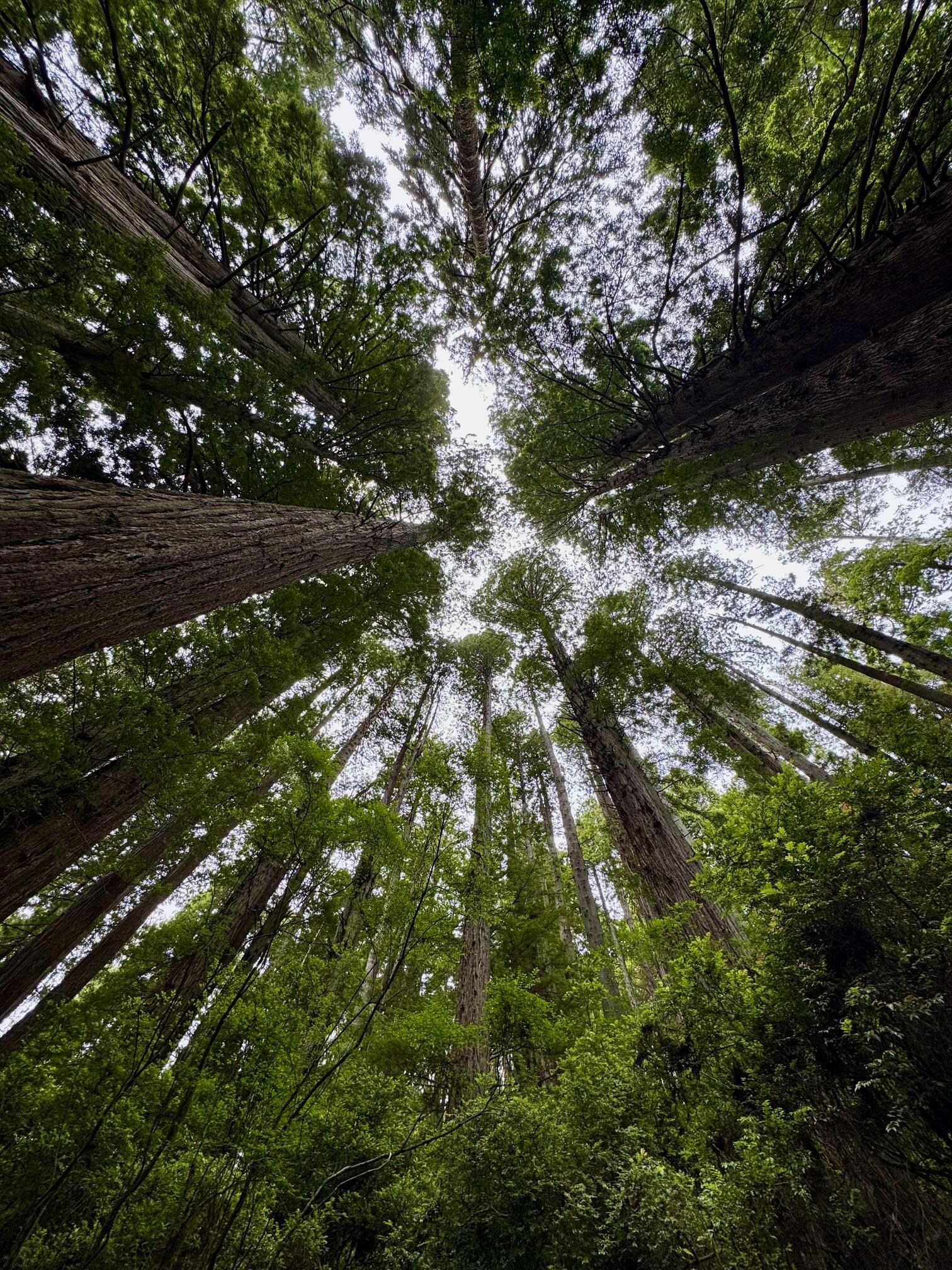 Redwood grove