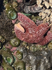 Star fish on the rooks