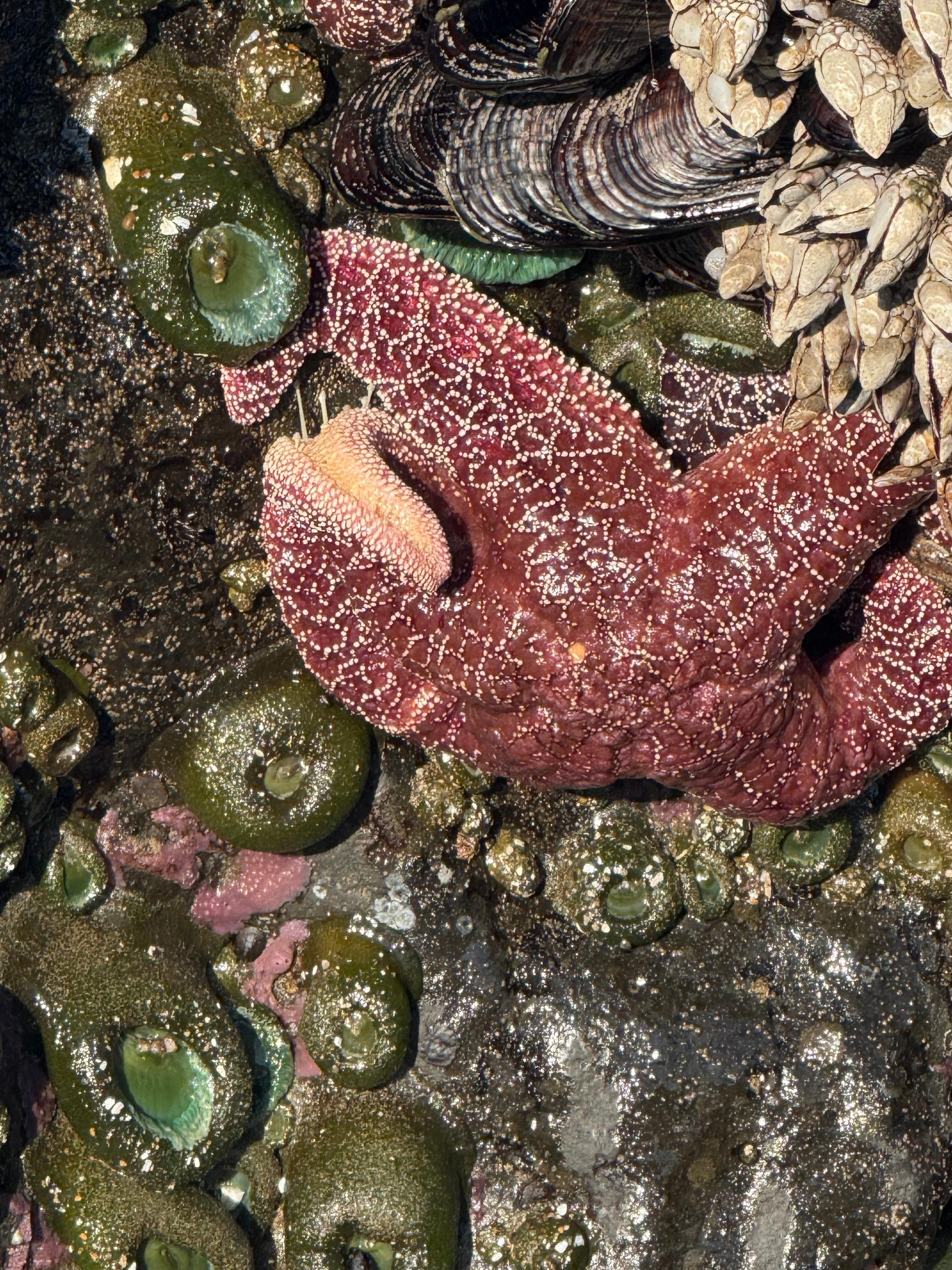 Star fish on the rooks