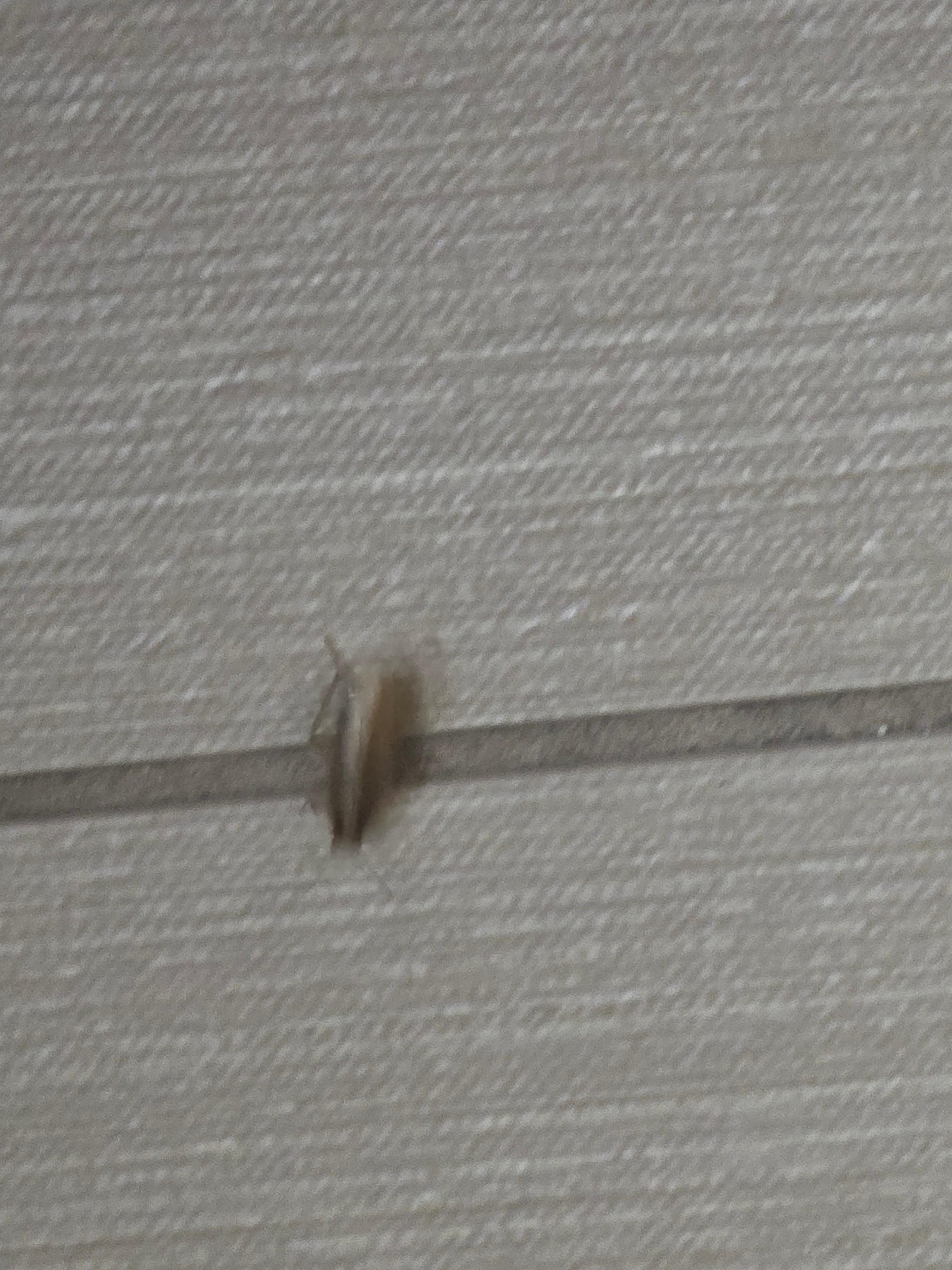 Roaches on the floor 