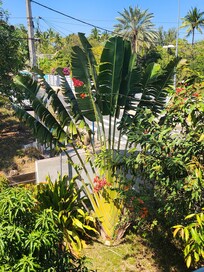 Plante du jardin