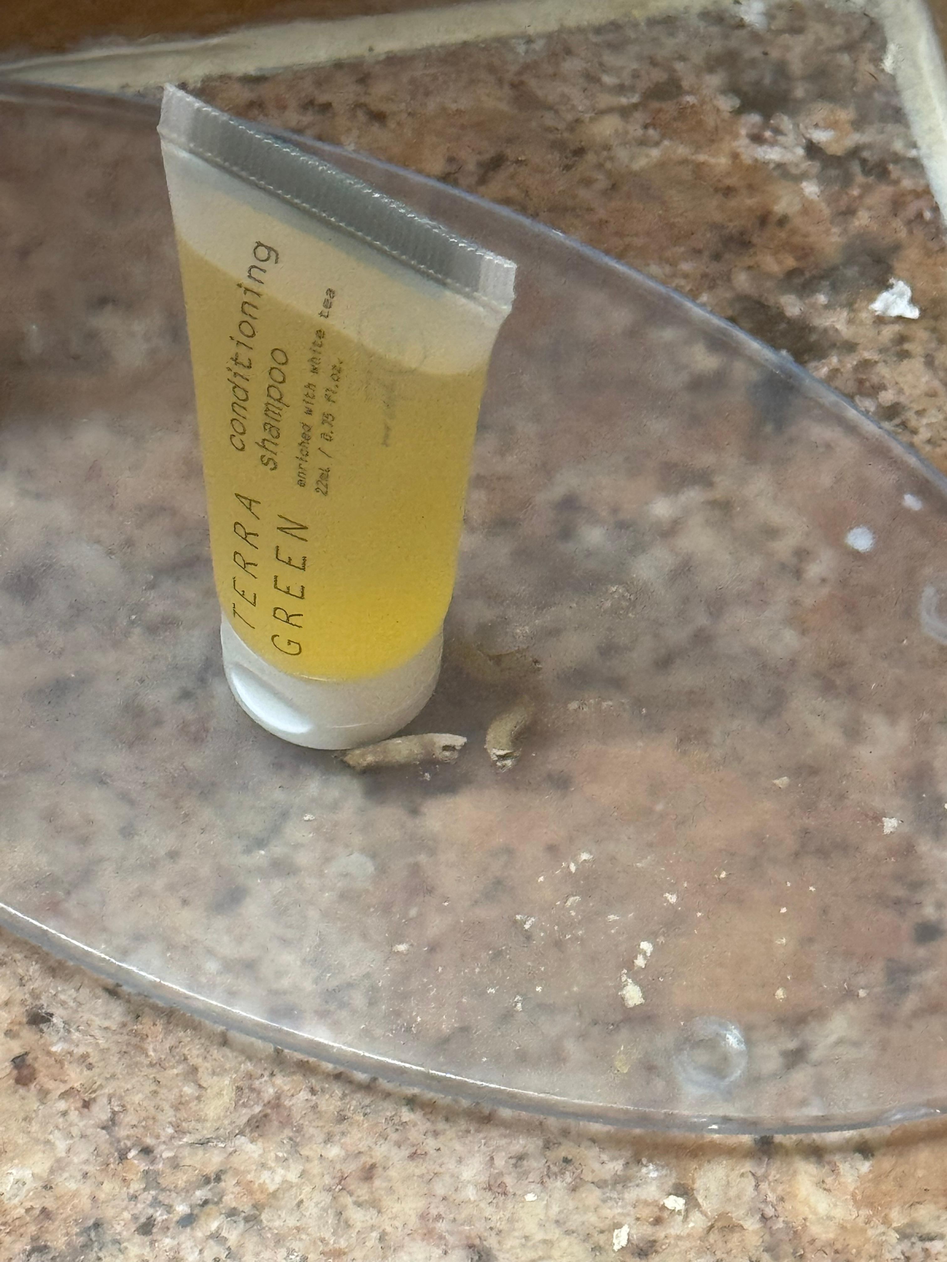 What seems to be rat poop