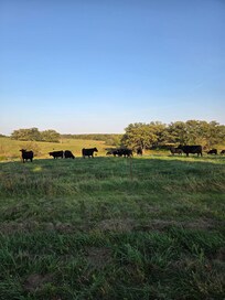 Cows across road 10/3/2025