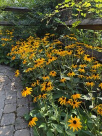 Walkway into the cabin