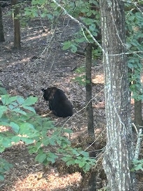 Morning visitor