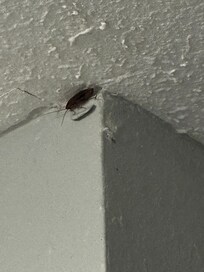 More roaches