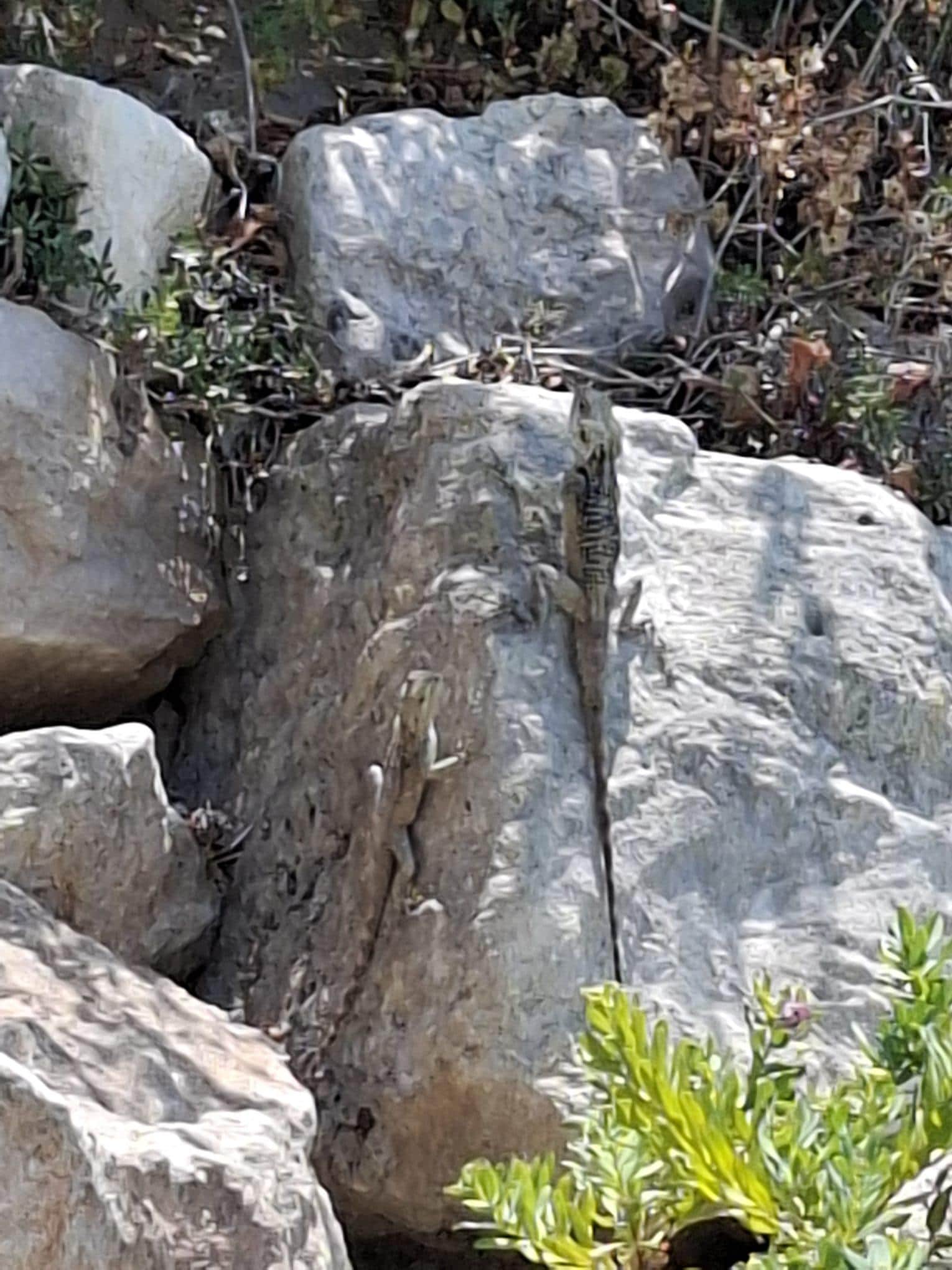 Lizards were a common sight in the grounds