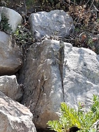 Lizards were a common sight in the grounds