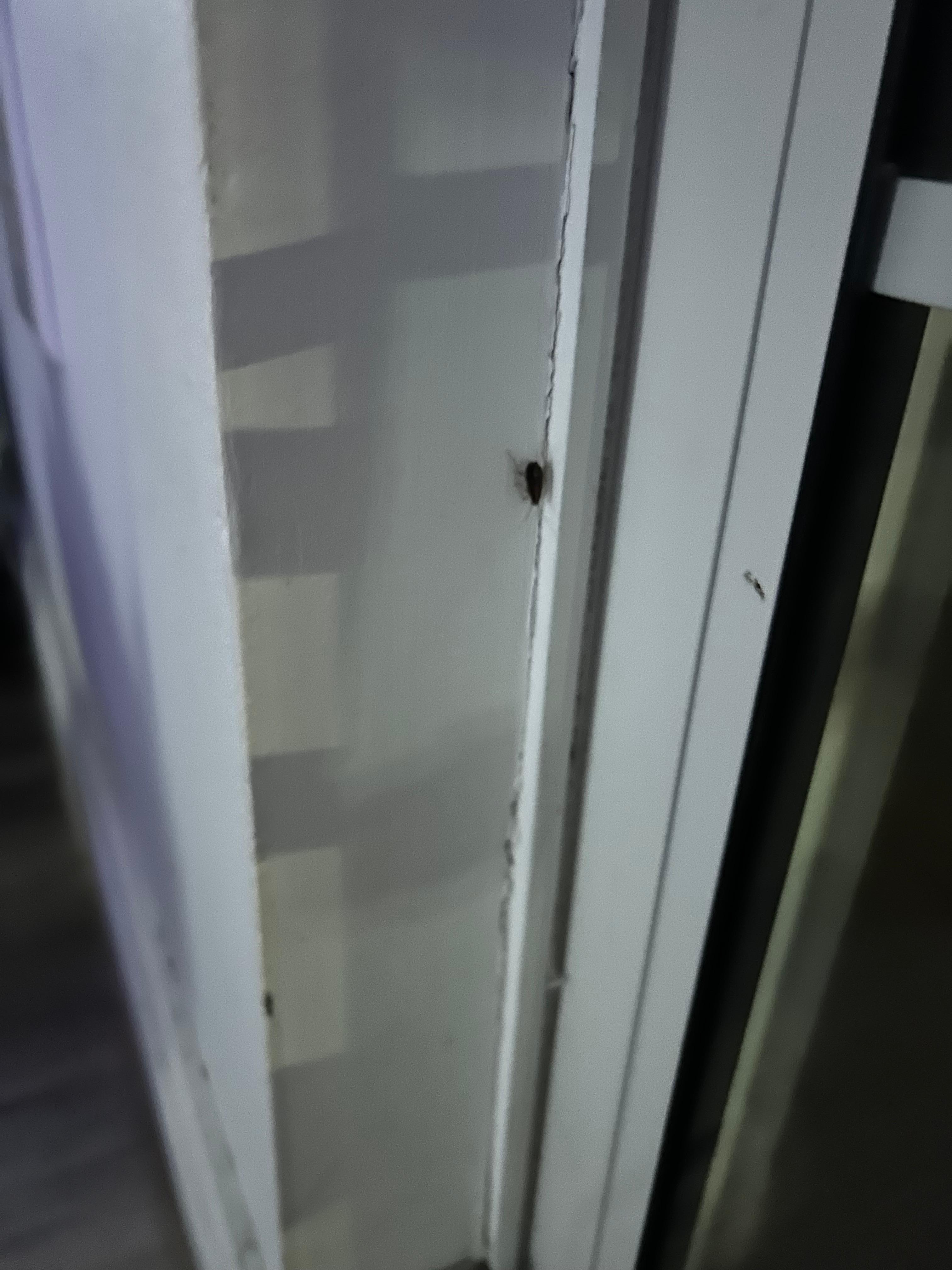 Roach on wall in living rom 