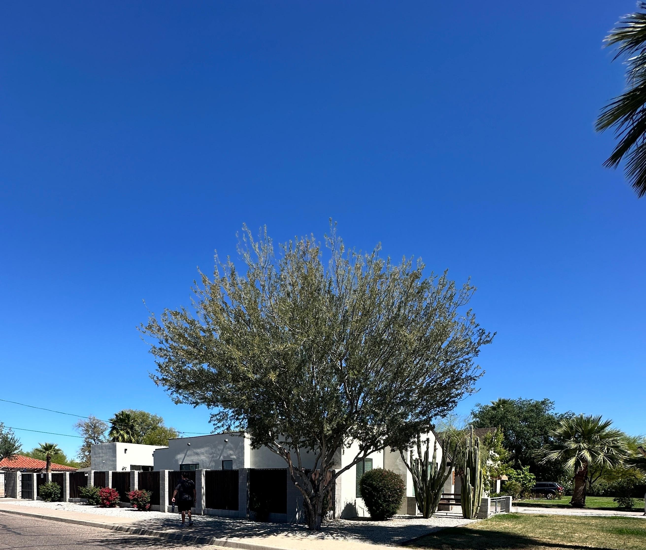 The house, casita’s in the back