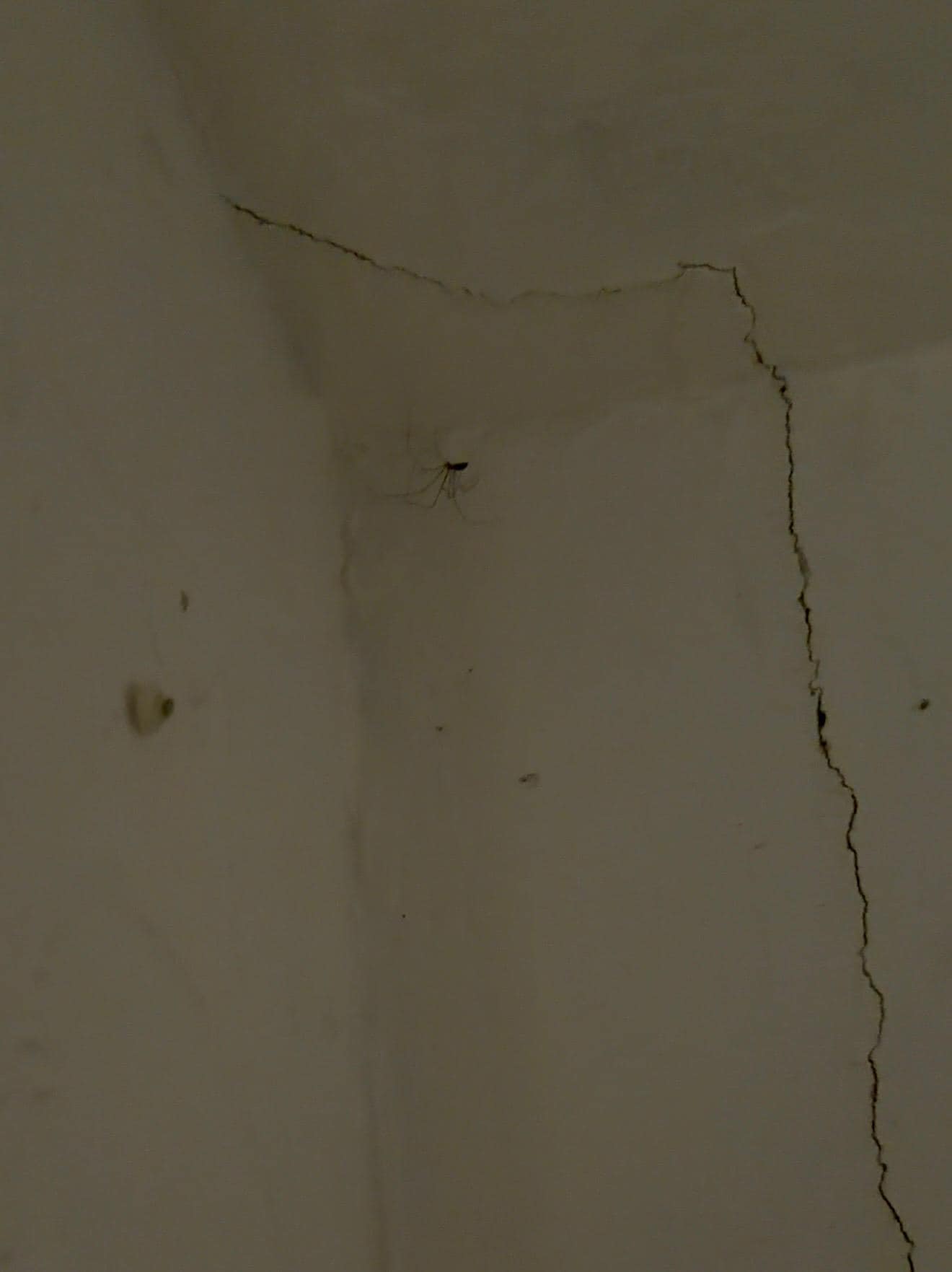 Spider in bedroom closet