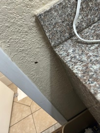 Bug crawling all over sink and toothbrush