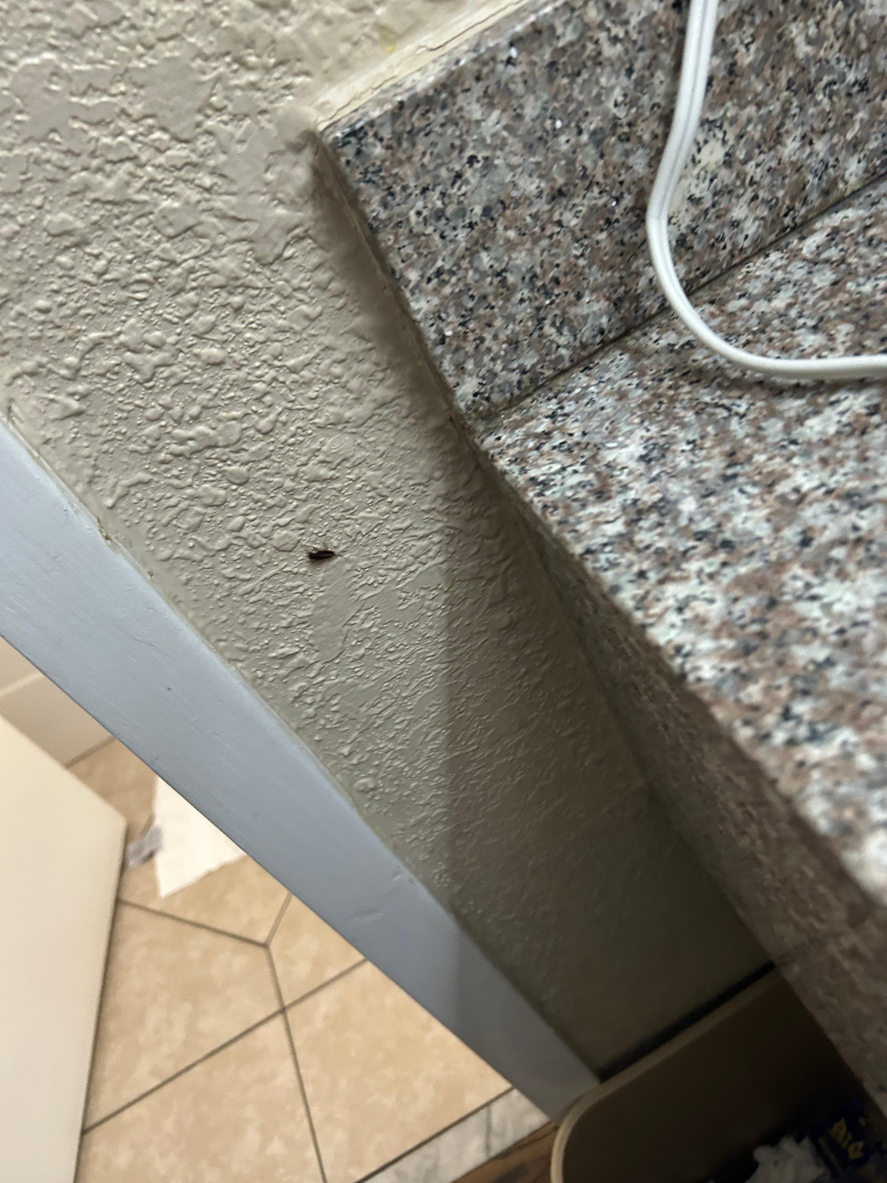 Bug crawling all over sink and toothbrush
