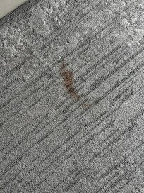 Carpet stains but looked more like blood.