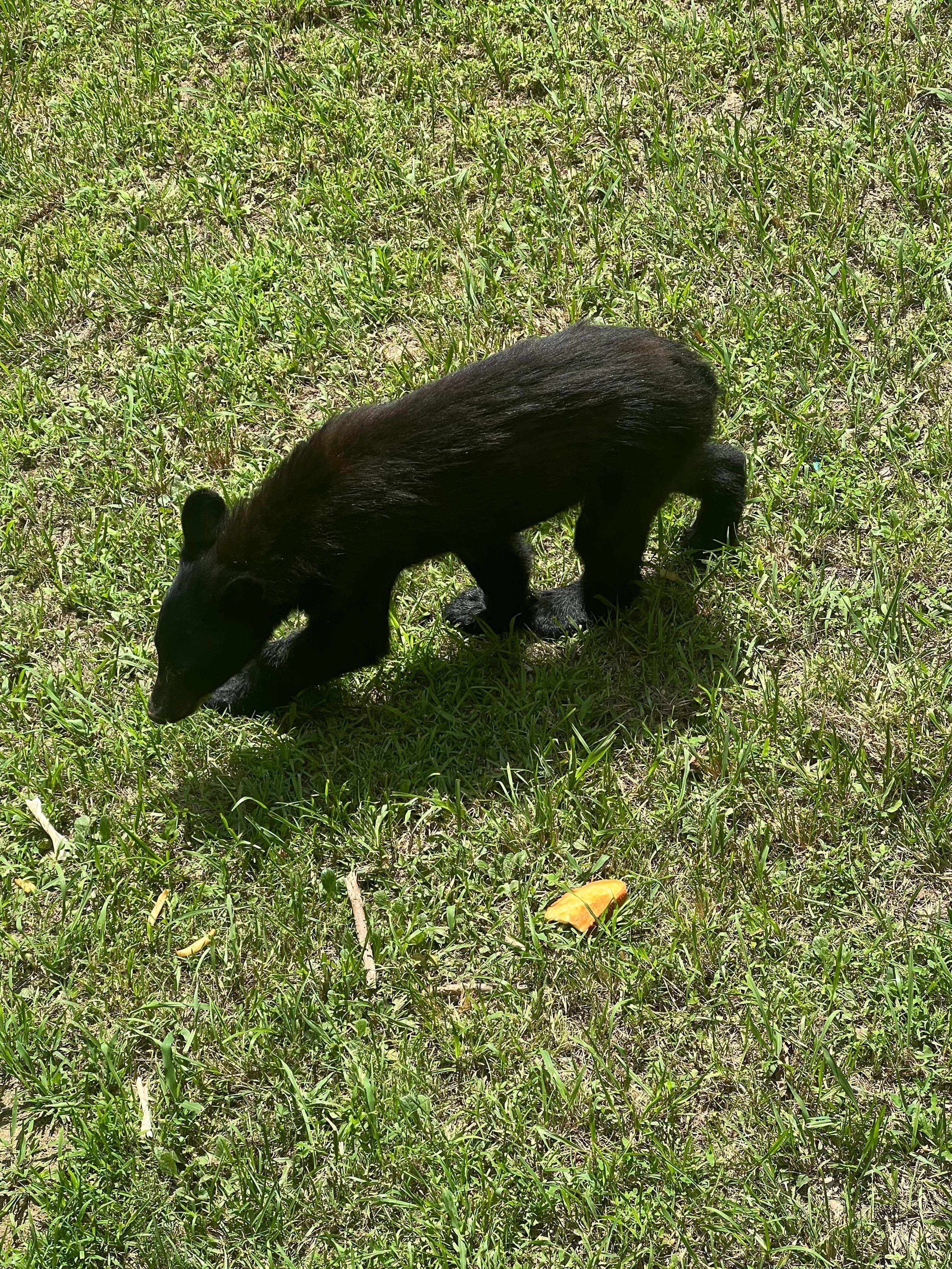 Visitor came every day