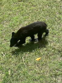 Visitor came every day