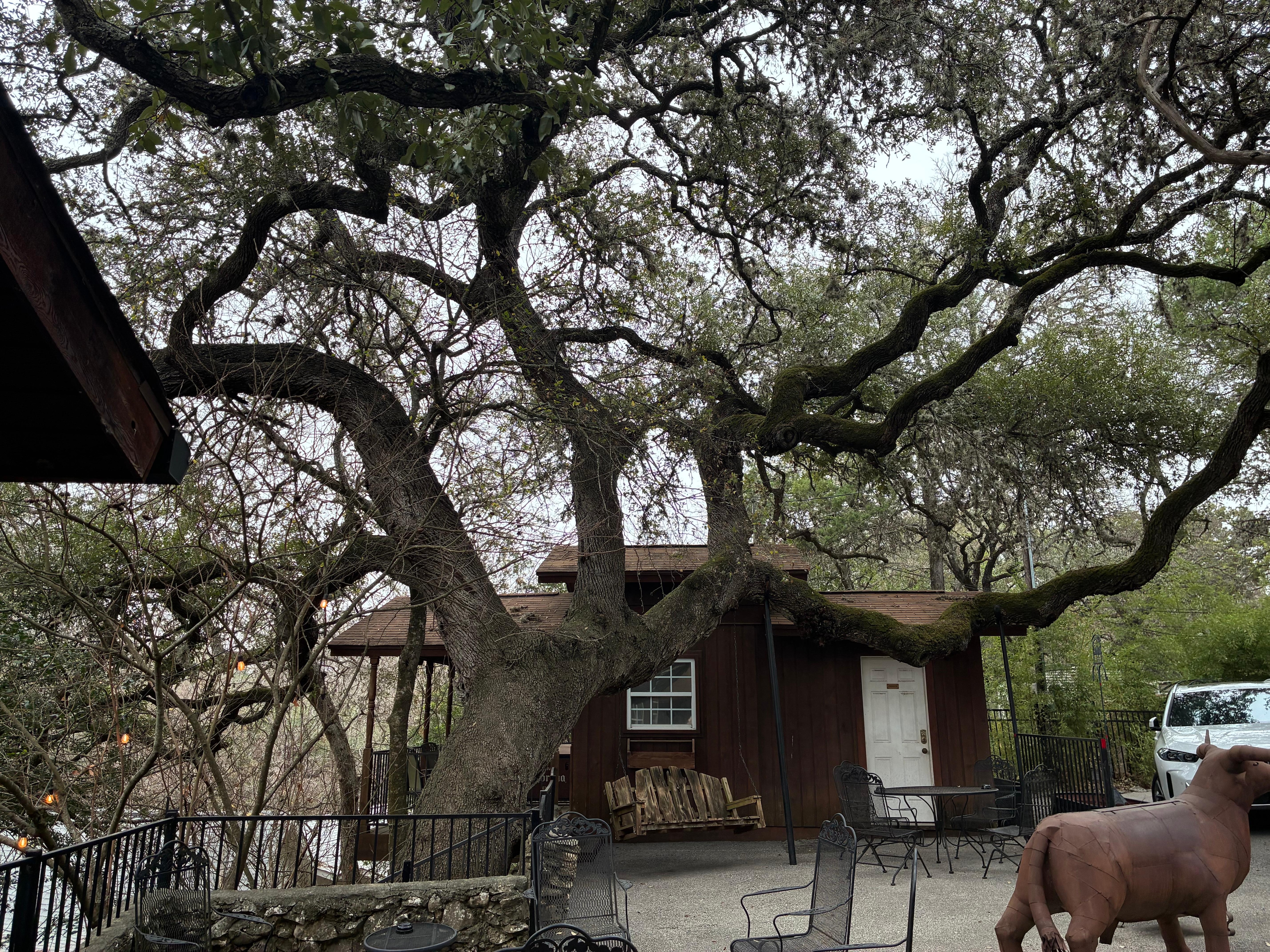 Awesome tree and porch swing. 