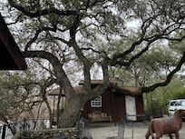 Awesome tree and porch swing.