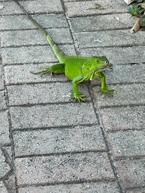 Lots of iguanas running around
