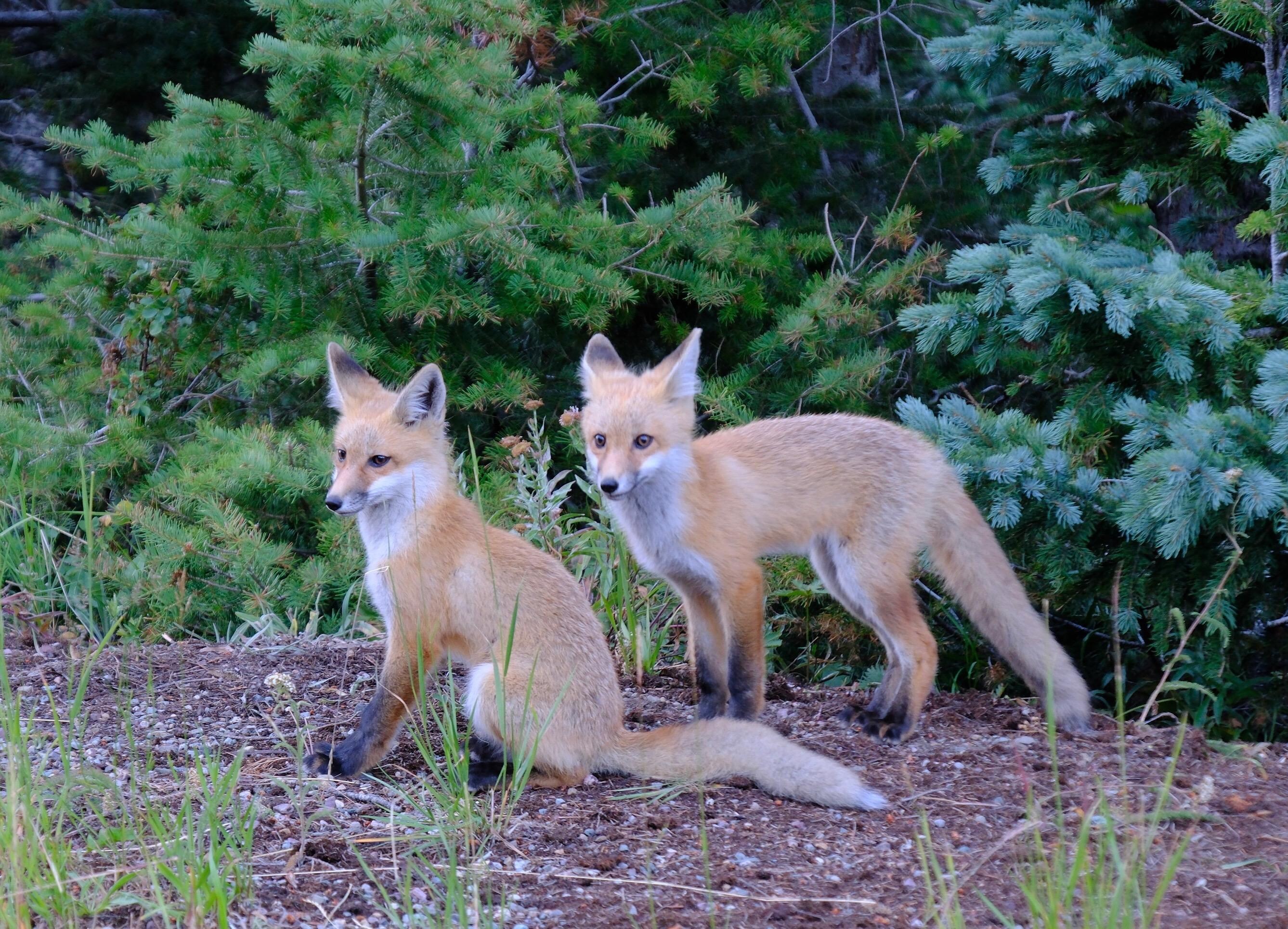 Baby foxes in waterton,Canada 