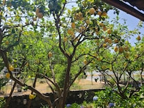 View from room, lemon tree