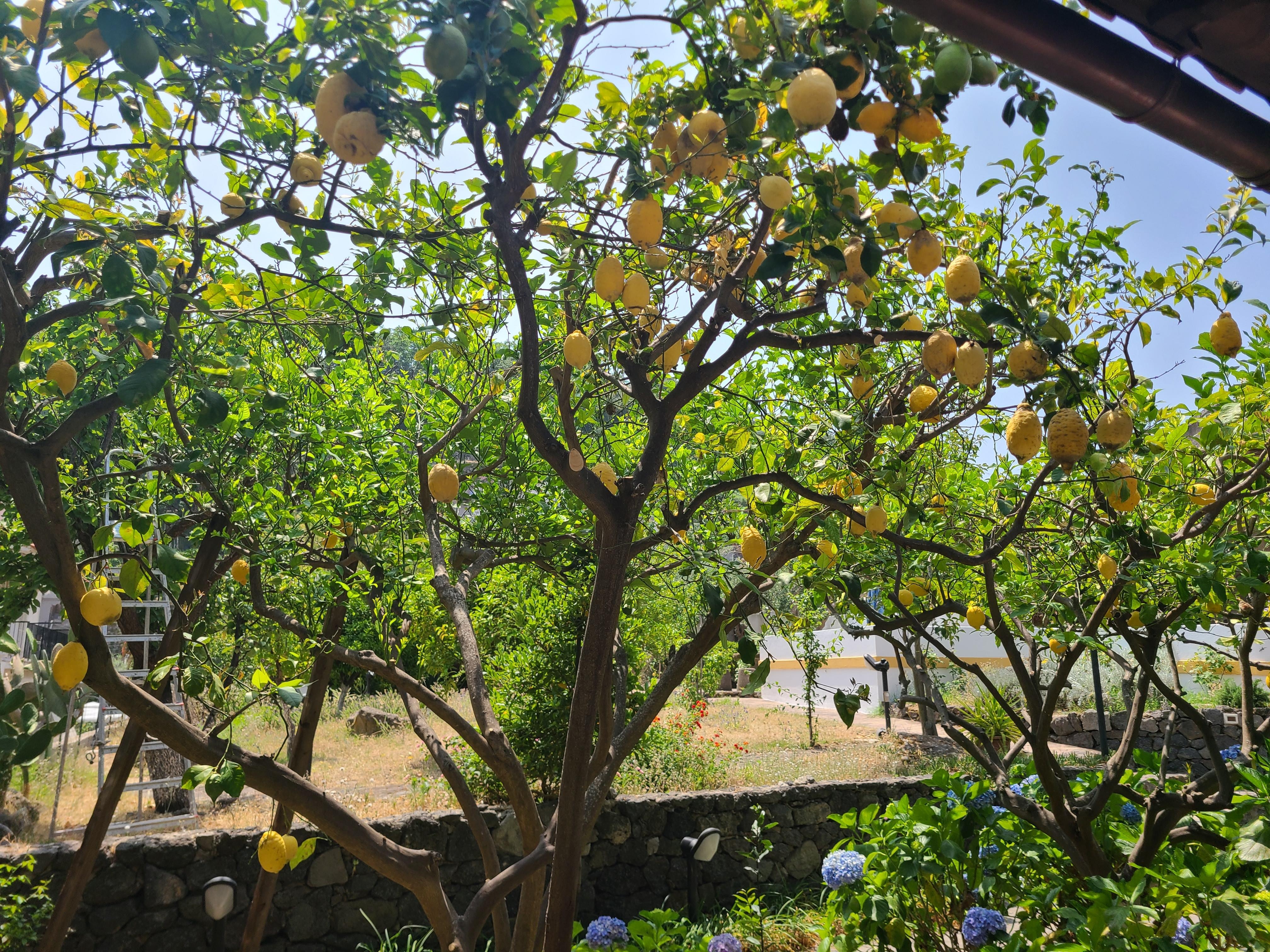 View from room, lemon tree
