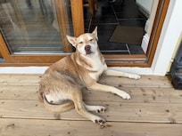 We loved being visited each morning by the neighborhood dog!