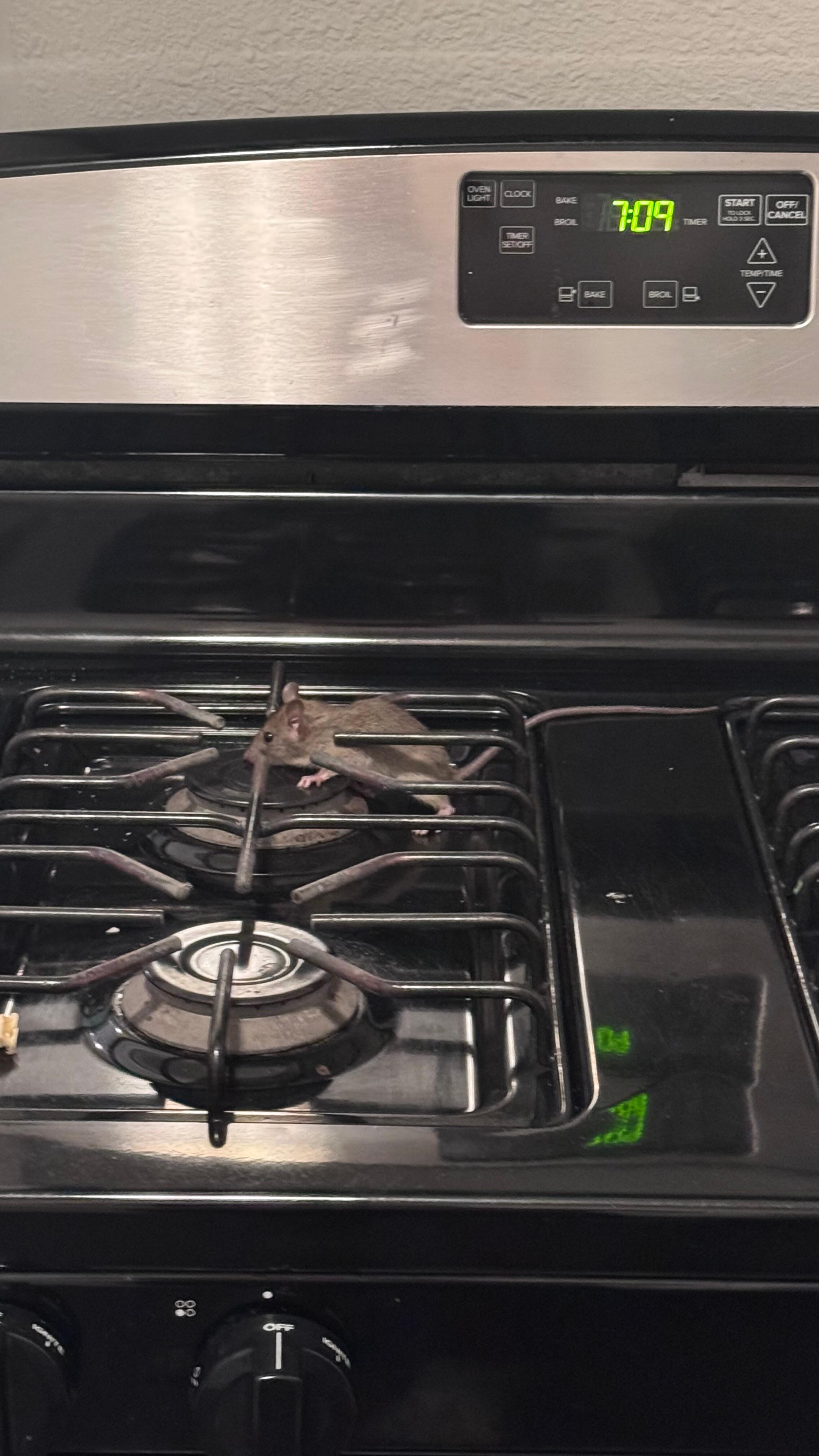 In the kitchen