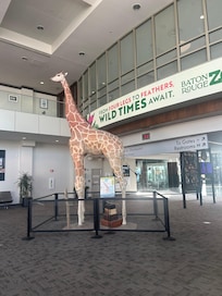 The awesome statue with facts about the Giraffe advertising Baton Rouge’s Zoo.