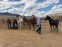 A few of many horses