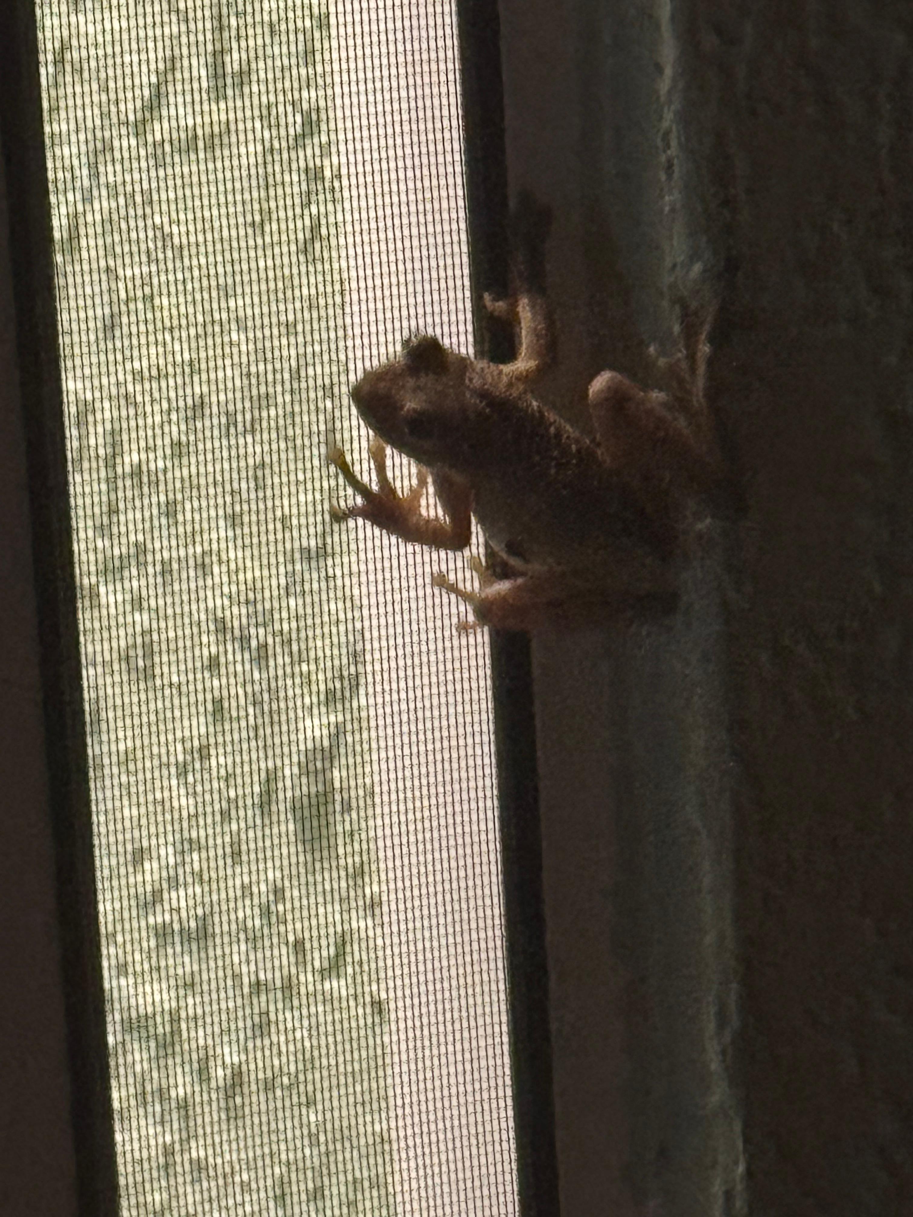 Some visitors at night